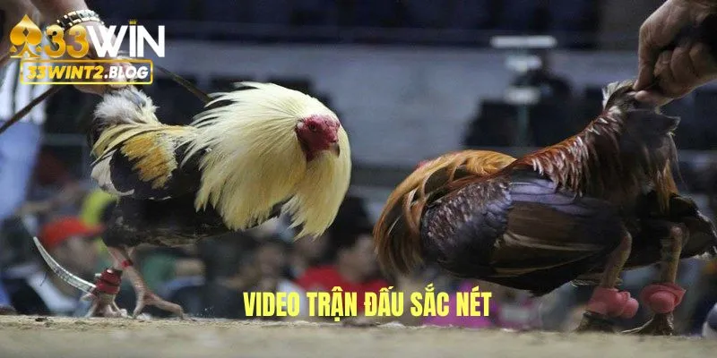 Video trận đá gà 4K full HD sắc nét