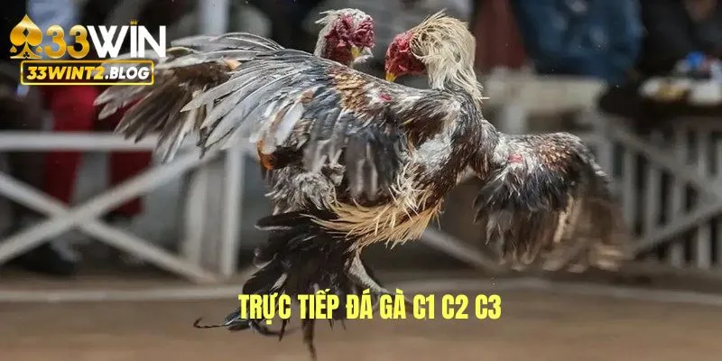 trực tiếp đá gà C1 C2 C3 ảnh đại diện