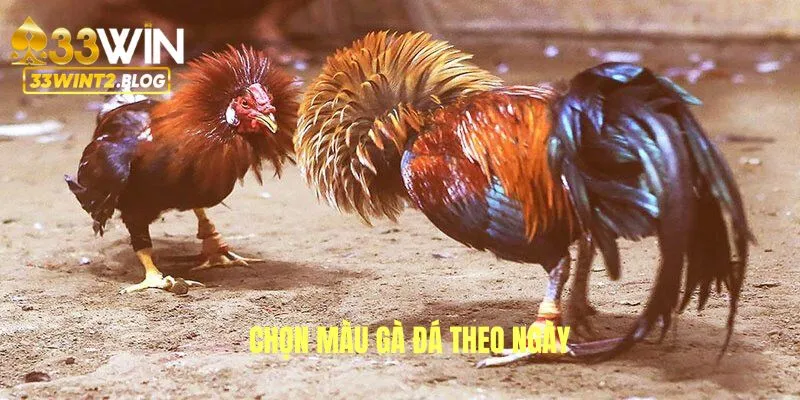 Chọn màu cá độ đá gà C1 C2 C3